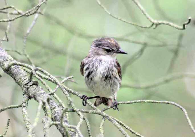 Yesterday's quiz bird,  photographed at Dunes State Park, May 28 by Ken Brock.