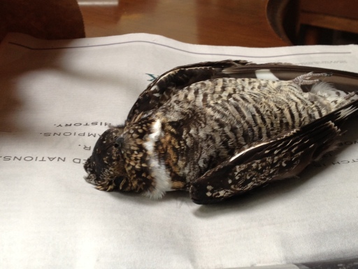 Dead Common Nighthawk found on Beverly Drive this past week; an apparent vehicle collision.  Photo by Geof Benson.